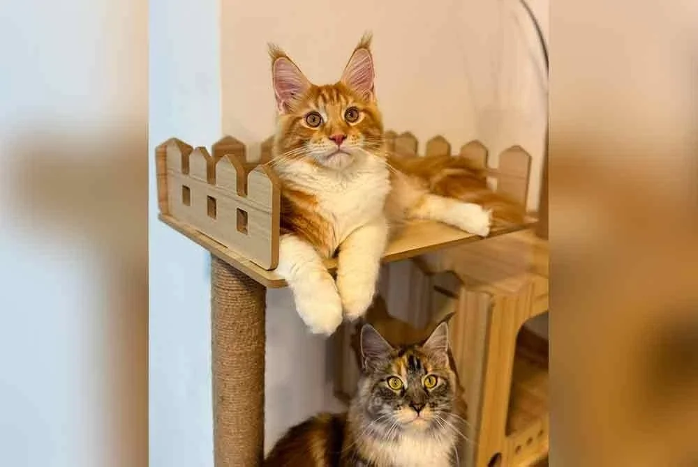 Antara kucing baka maine coons yang dibiakkan oleh Mohd Hafizul.