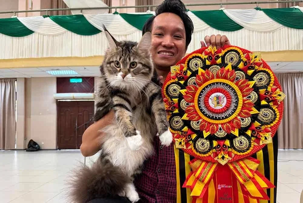 Mohd Hafizul bersama kucingnya, Clementine berjaya menjadi juara keseluruhan pertandingan kucing anjuran MBS baru-baru ini.