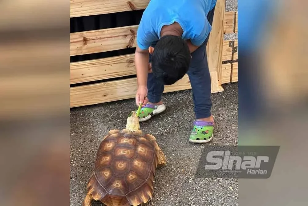 Salah seorang pengunjung cilik teruja memberi makan kura-kura sulcata.
