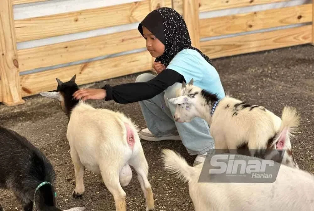 Nur Aisyah Humaira Mohd Zaini seronok dapat memberi makan kepada kambing pygmy.