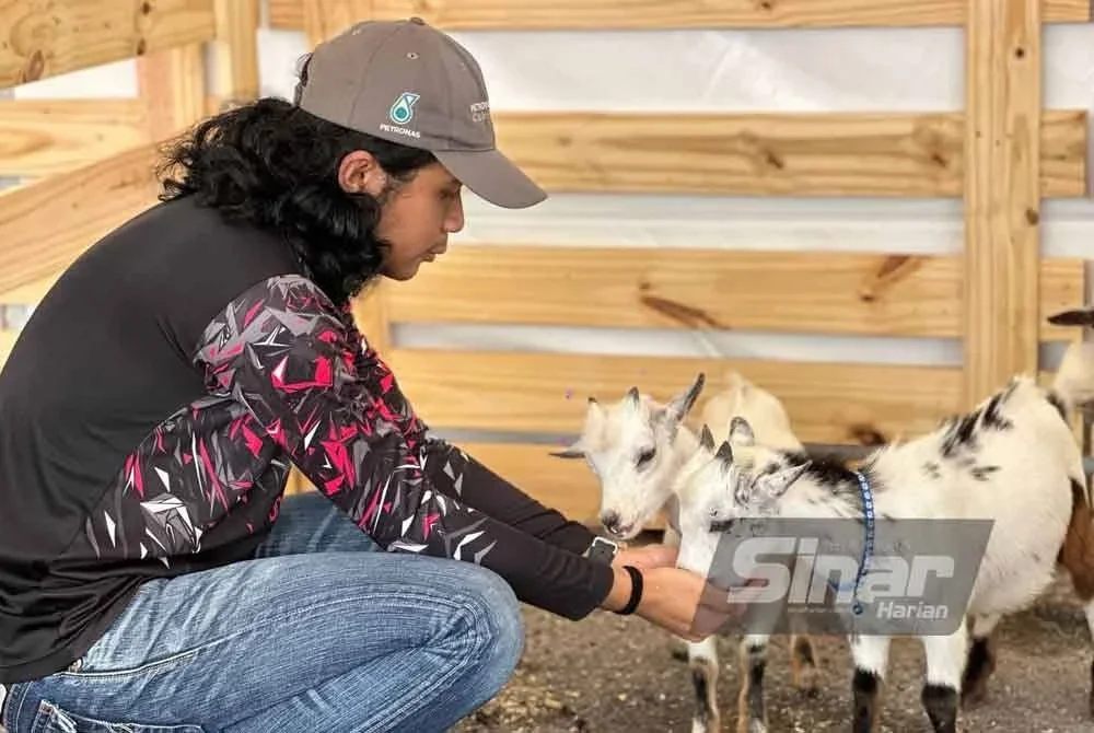 Muhammad Zarif Zalisyam teruja melihat kambing pygmi di Karvival Siang Malam Karangkraf di Shah Alam pada Sabtu.