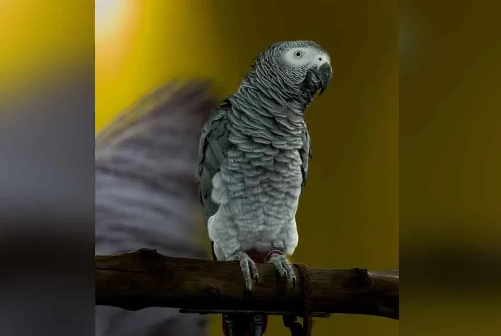 Burung kakak tua dikenali sebagai Michael.