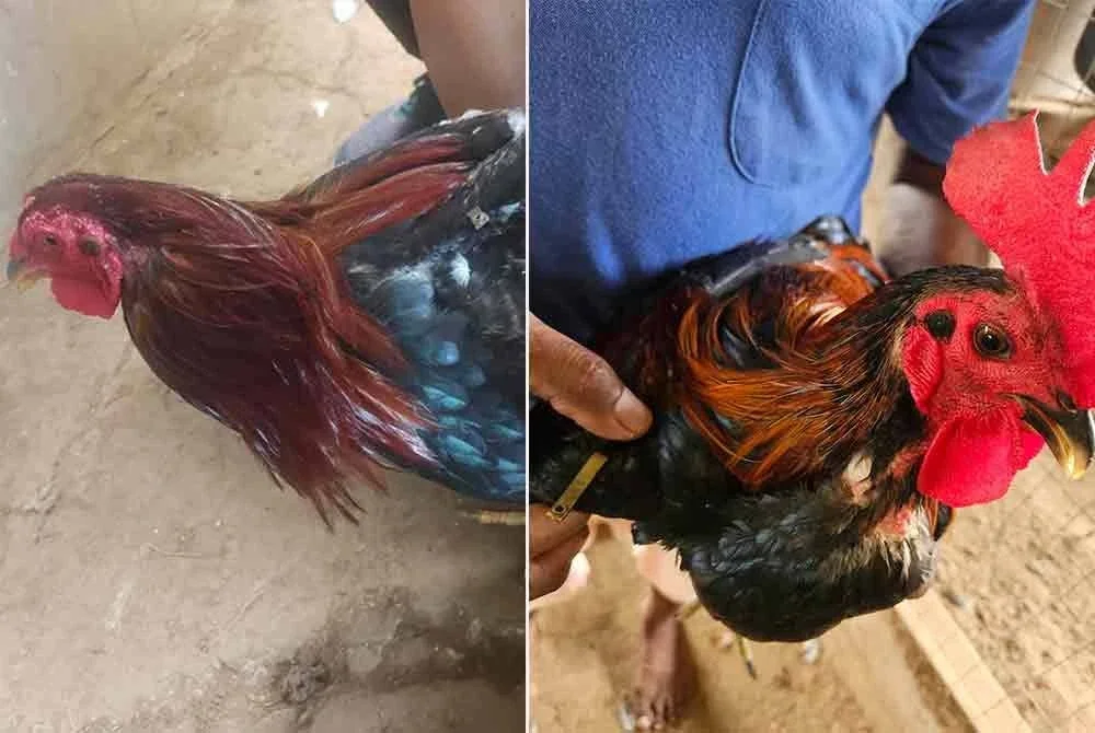 Antara ayam sabung baka dari Filipina yang dirampas dalam satu serbuan di Papar, Sabah pada Jumaat.