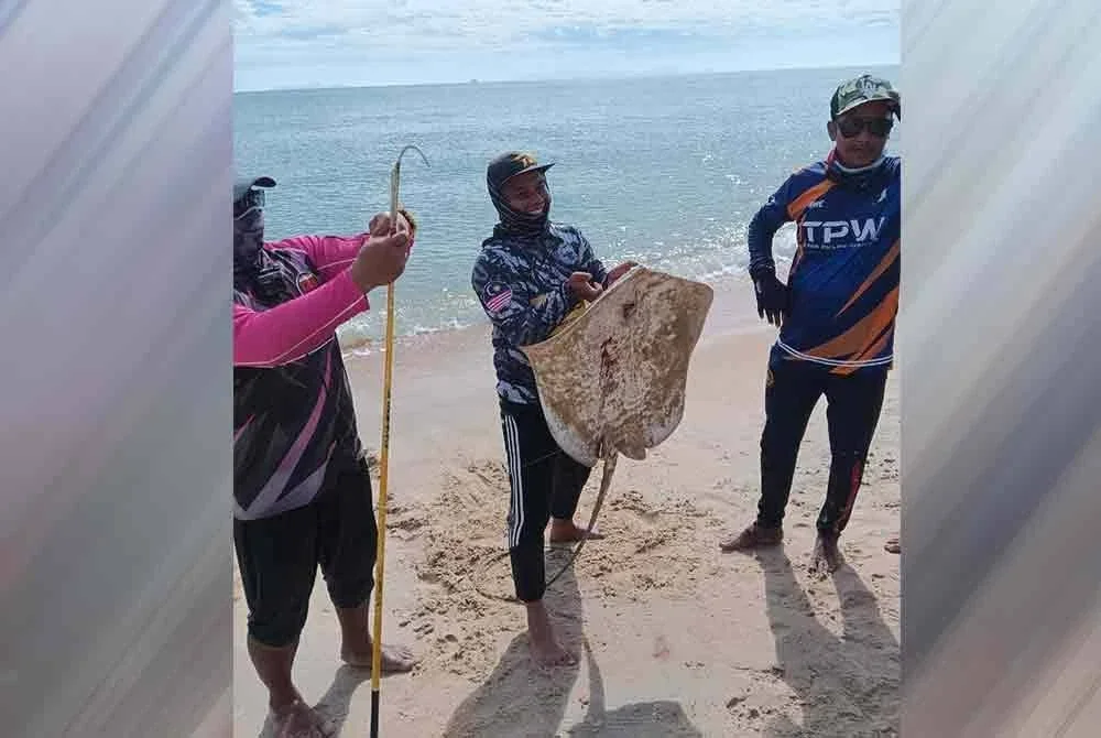 Ikan pari seberat 18kg yang dipancing dalam JJPT tahun lalu.