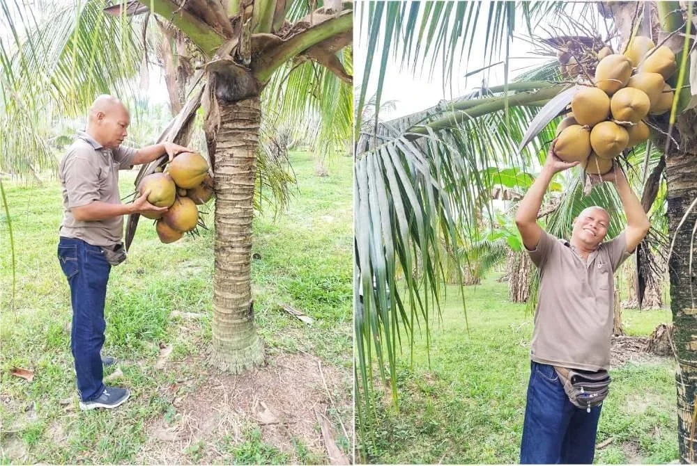 Abu Hassan melihat kelapa SGG yang ditanam di ladang miliknya. (Kanan: Kelapa varieti SGG yang memberikan pendapatan lumayan buat Abu Hassan.)