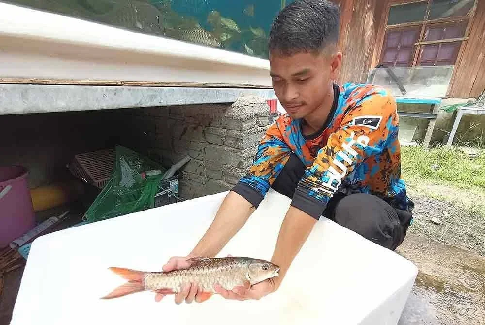 Muhammad Jailani menunjukkan ikan kelah merah yang dipelihara dan akan dipasarkan mengikut tempahan pelanggan.