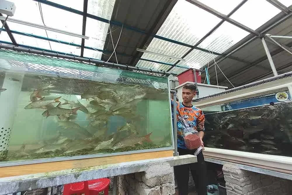 Muhammad Jailani memberi makan ikan kelah peliharaan di kediamannya di Kampung Basung, Hulu Terengganu.