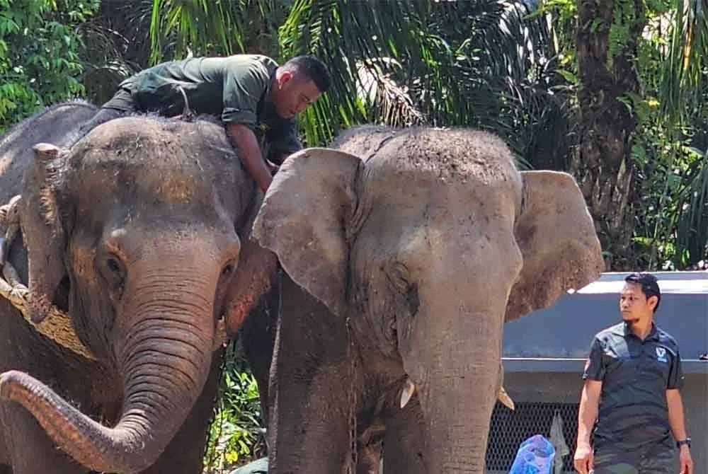Gajah liar diberi nama Yob Lasah (kanan) akan dilepaskan ke habitat bersesuaian bagi mengurangkan konflik hiwan liar dan penduduk di Sungai Siput.