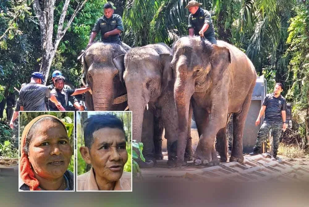 Seramai 21 kakitangan dibantu petugas Pusat Konservasi Gajah Kebangsaan (PKGK) Kuala Gandah menjayakan operasi pemindahan gajah di Kampung Lasah, Sungai Siput pada Isnin. Gambar kecil dari kiri: Aminah Halan, Mariam
