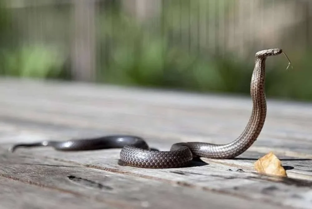 Seekor ular tedung mati digigit kanak-kanak berusia setahun dalam kejadian menggemparkan dan jarang berlaku. Foto Agensi