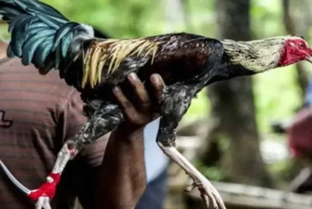 Kejadian berlaku ketika dua ayam jantan sedang dipersiapkan untuk bertarung.Gambar hiasan.