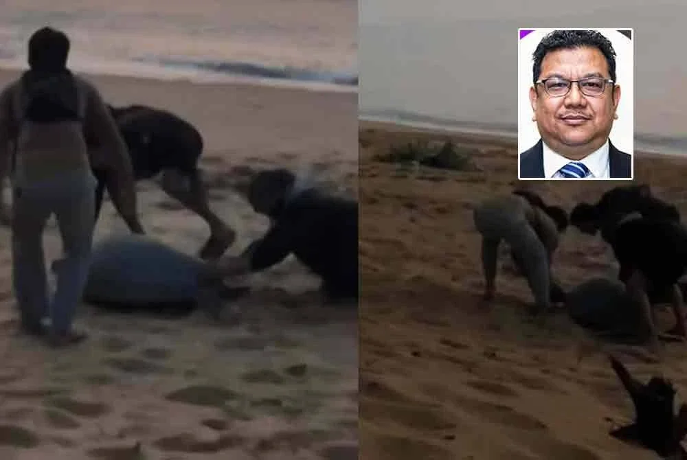 Perbuatan tiga individu tidak dikenali yang mengganggu seekor penyu agar di Pantai Pendaratan Penyu, Pusat Konservasi dan Penerangan Penyu (PKPP) Cerating tular di media sosial. Foto kecil: Roslan Abu Hasan