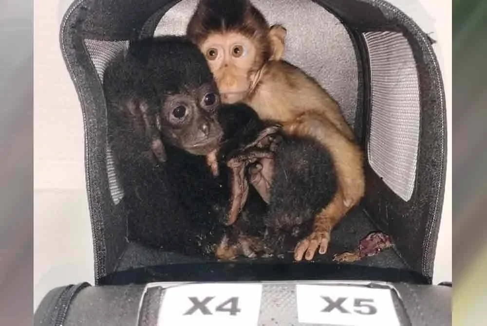 Antara haiwan yang dirampas.