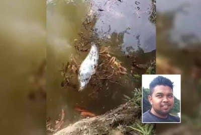 Tangkap layar video tular menunjukkan ikan terapung di Sungai Jeram, Kuala Nerus dipercayai akibat dituba. Foto kecil: Mohd Hazwan Asyraf