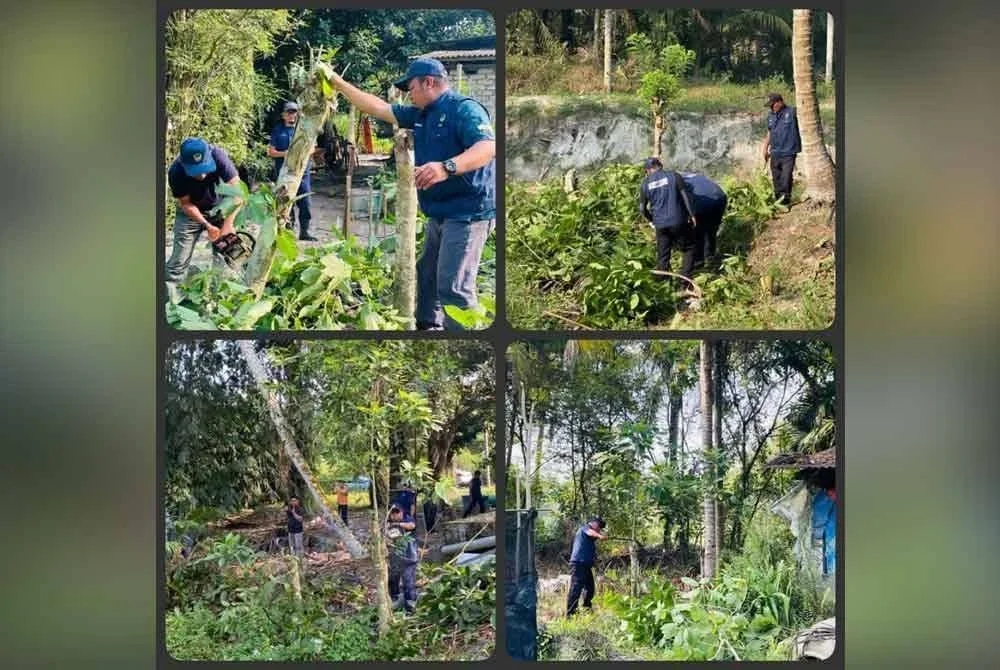 Operasi memusnahkan pokok ketum yang ditanam di atas tanah milik kerajaan di Batu Gajah. Foto ihsan FB Polis Daerah Batu Gajah