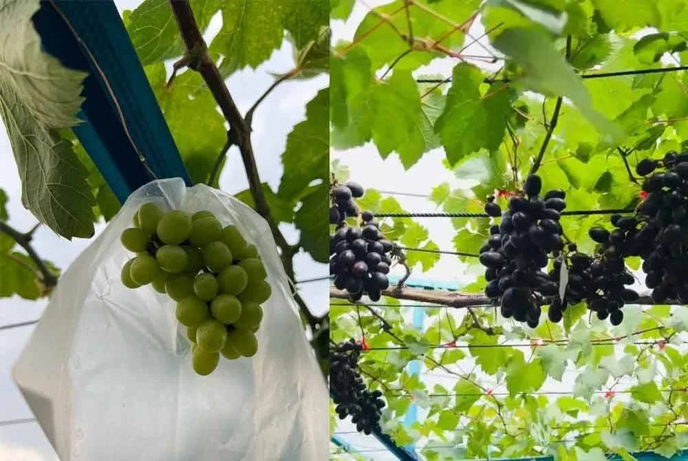 Anggur Shine Muscat yang sudah mengeluarkan hasil dan boleh dipetik.