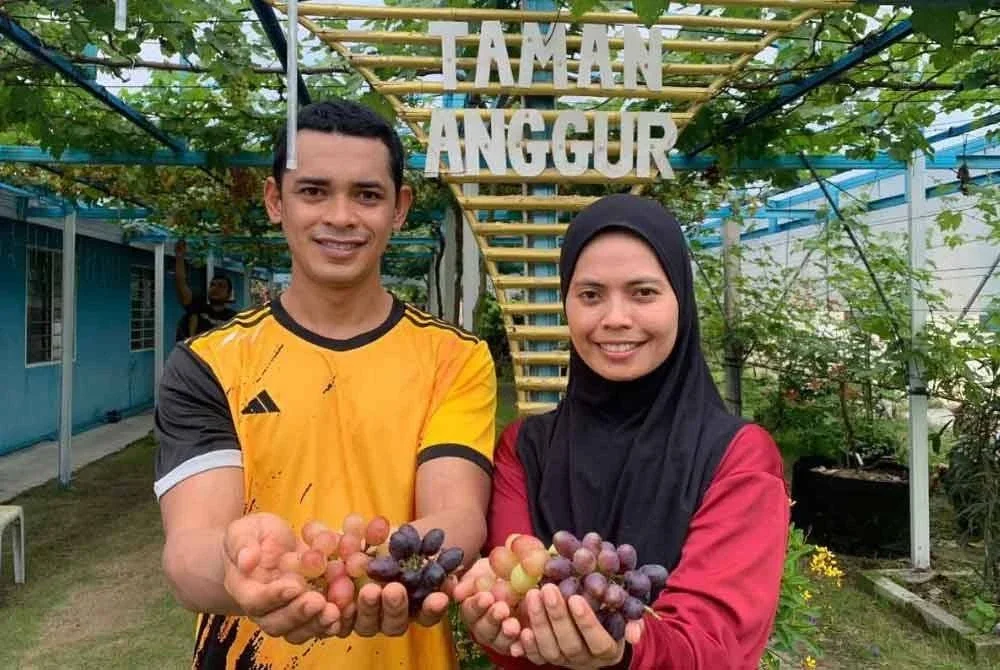 Arun dan Siti Noreha membutikan anggur sesuai ditanam di kawasan laman rumahyang beriklim tropika.