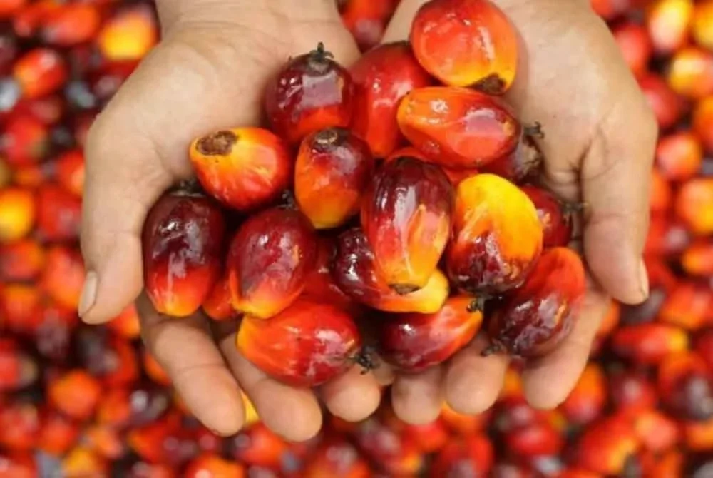 Kerajaan memberi komitmen untuk terus melonjakkan pembangunan sektor strategik negara menerusi pelbagai pendekatan berimpak tinggi dalam RMK13.