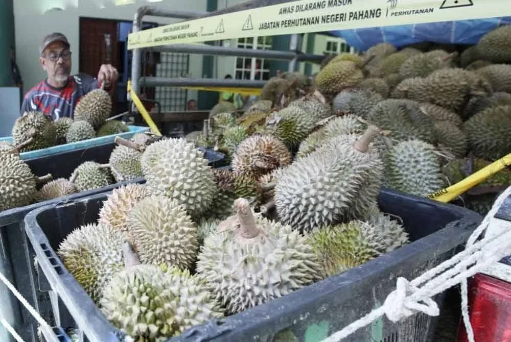 Sebanyak 919kg durian musang king dan D24 yang dianggarkan bernilai kira-kira RM5,000 dirampas pihak berkuasa pada Rabu. Foto JPNP