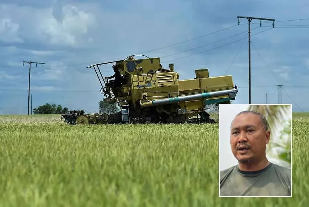 PeSAWAH dakwa masih belum terima bayaran pembajakan dan penuaian walaupun kerajaan dua kali beri jaminan. - Foto hiasan/Bernama. Foto kecil: Abdul Rashid
