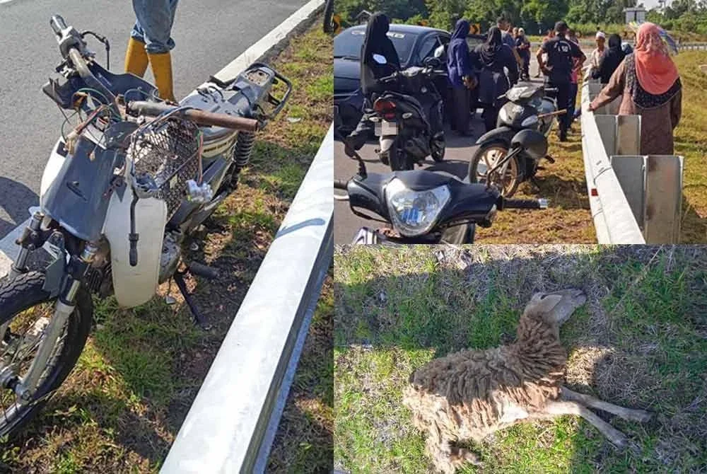Seorang buruh maut selepas motosikal yang ditunggangnya terbabas ketika cuba mengelak seekor biri-biri dalam kejadian di Jalan Kampung Pangkal Mak Wan-Kampung Joh, Machang pada Khamis. - Foto: PDRM