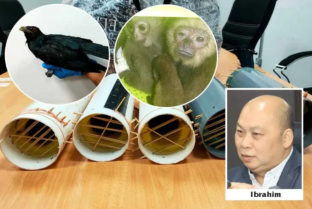 Antara peralatan yang digunakan untuk menyeludup binatang liar melalui KLIA termasuk burung sewah dan Ungka tangan hitam