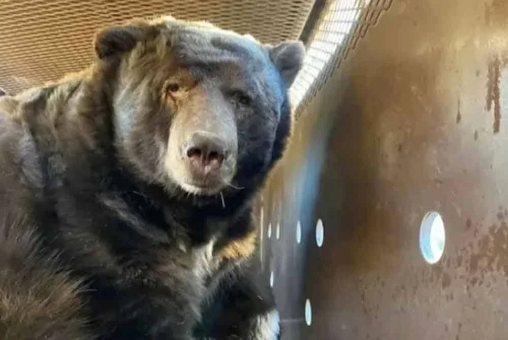 Seorang nenek berusia 73 tahun parah selepas diserang beruang ketika membuang sampah di Akita, Jepun. - Gambar hiasan