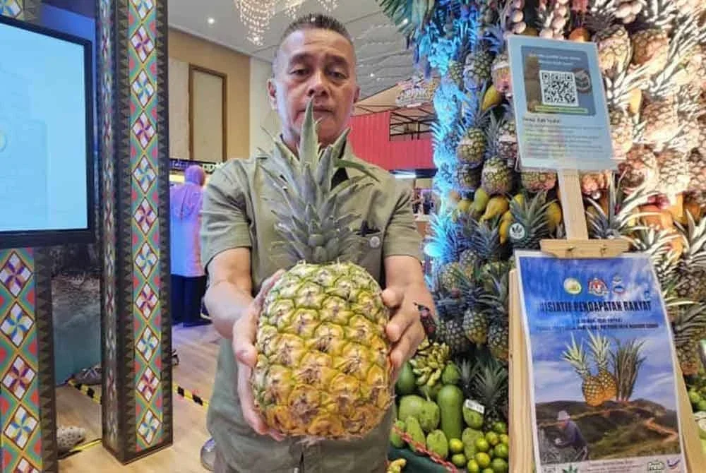 Nanas varieti MD2 antara yang dipamerkan sempena program Hari Peladang, Penternak dan Nelayan Kebangsaan 2025 di SICC, Kota Kinabalu.