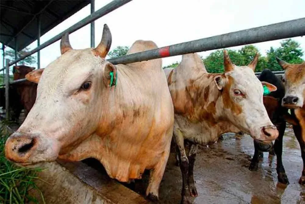 Polis menahan lapan lelaki kerana disyaki terbabit dalam kes curi lembu di Ladang Pinang, Bukit Besi. Foto hiasan