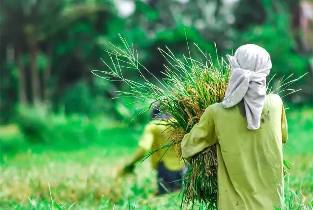RMK13 mampu membawa lonjakan besar kepada sektor pertanian negara sekiranya ia dilaksanakan dengan penuh tanggungjawab.
