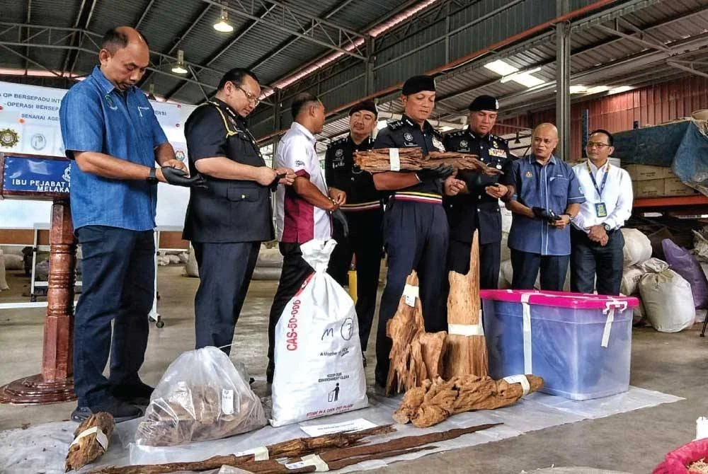 Dzulkhairi (empat dari kanan) memeriksa kayu gaharu yang dirampas dalam serbuan di kawasan Perindustrian Bukit Rambai, Melaka pada Khamis lalu.