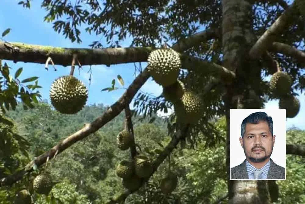 Pengeluaran durian di Pahang pada musim ini merosot ketara dengan anggaran hanya 30 peratus berbanding 130,808.79 tan hasil pada tahun lalu. - Gambar hiasan. Foto kecil: Muhd Rizal