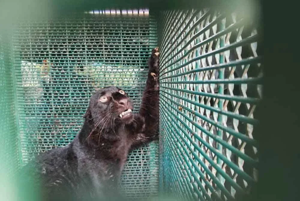 Harimau kumbang jantan berjaya ditangkap Jabatan Perhilitan Perak dalam satu operasi di Jalong, Sungai Siput pada Isnin.