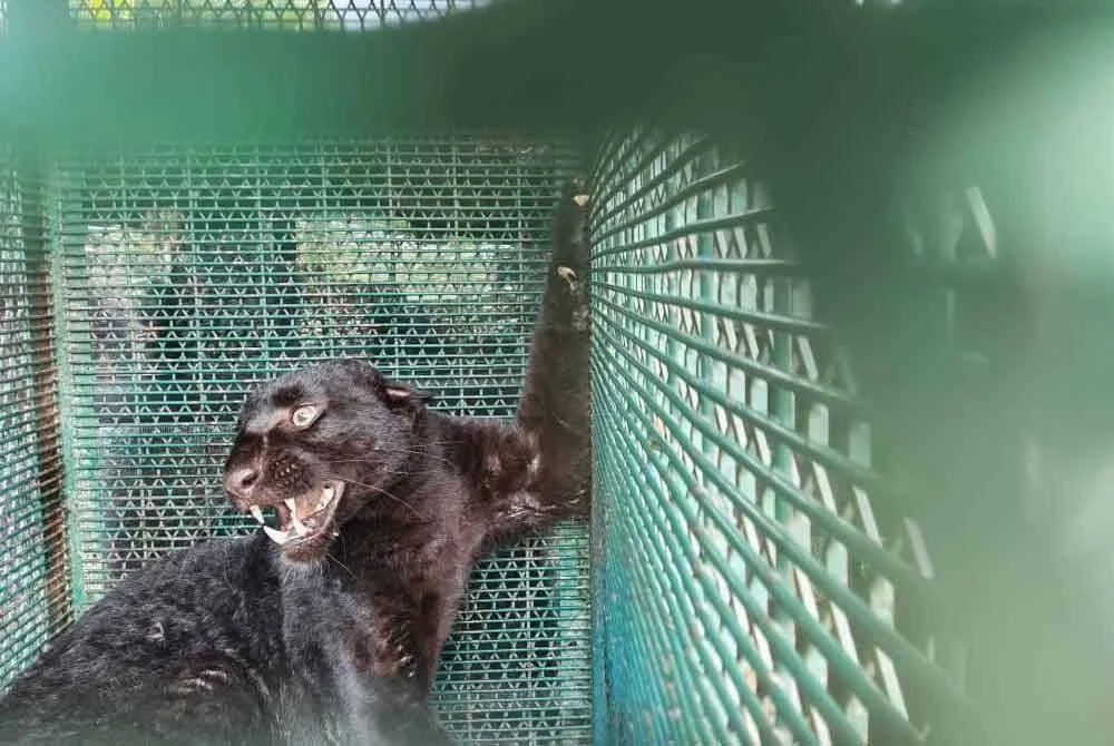 Harimau kumbang ini dipercayai telah membaham ternakan penduduk sejak awal tahun ini.