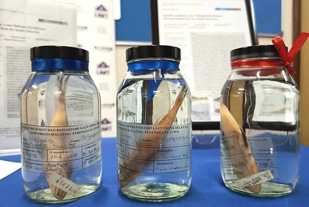 Tiga spesimen ikan Rogadius azizahae yang ditemui di perairan Johor dan Terengganu.