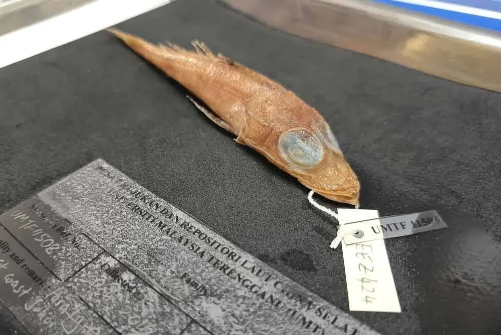 Spesimen ikan Baji Azizah (Rogadius azizahae) yang memiliki bentuk leper dan warna perang kelabu – antara ciri unik yang membolehkannya menyamar di dasar laut.