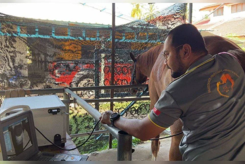 Mohamad Fadlullah melakukan proses pembiakan baka kuda.