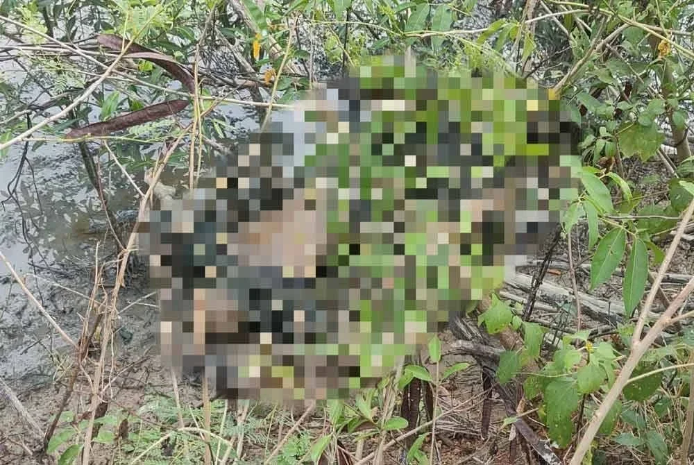 Mayat seorang lelaki tempatan berusia 58 tahun ditemukan di kawasan paya bakau, Sungai Haji Dorani