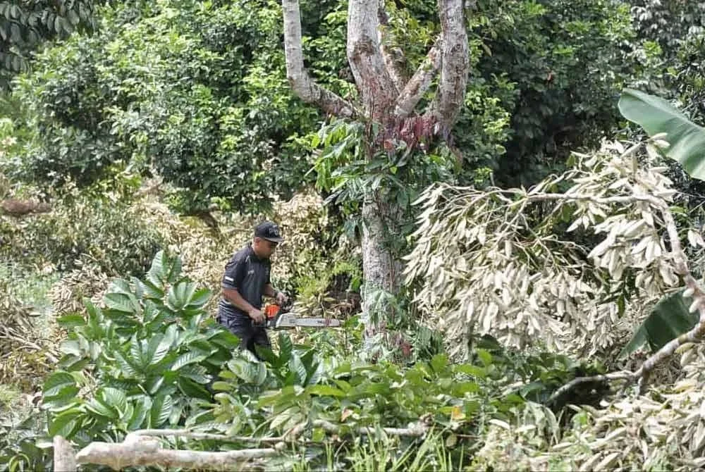Operasi penebangan pokok durian yang dijalankan di Hutan Simpan Gunung Benum, Raub bermula 21 Julai lalu. Foto: Ihsan Pembaca.