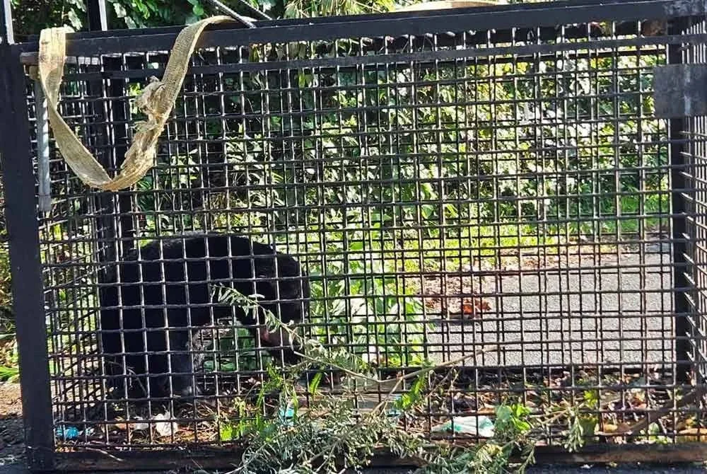 Lokasi perangkap dipasang di kawasan Bukit Besi susulan aduan penduduk berhubung kehadiran beruang matahari sejak minggu lalu. Foto: Facebook Ghazali Sulaiman