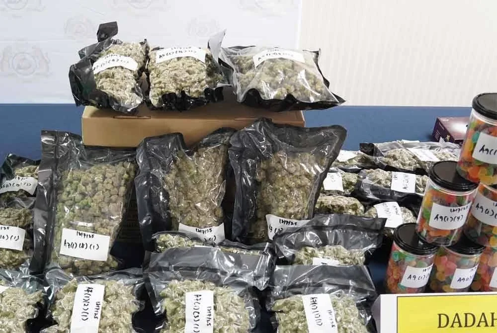 Antara rampasan bunga ganja yang dipercayai cuba diseludup ke luar negara. Foto JKDM