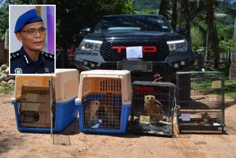 Hidupan liar yang dirampas di Temoh, Perak Selasa lalu. (Gambar kecil: Rusley)