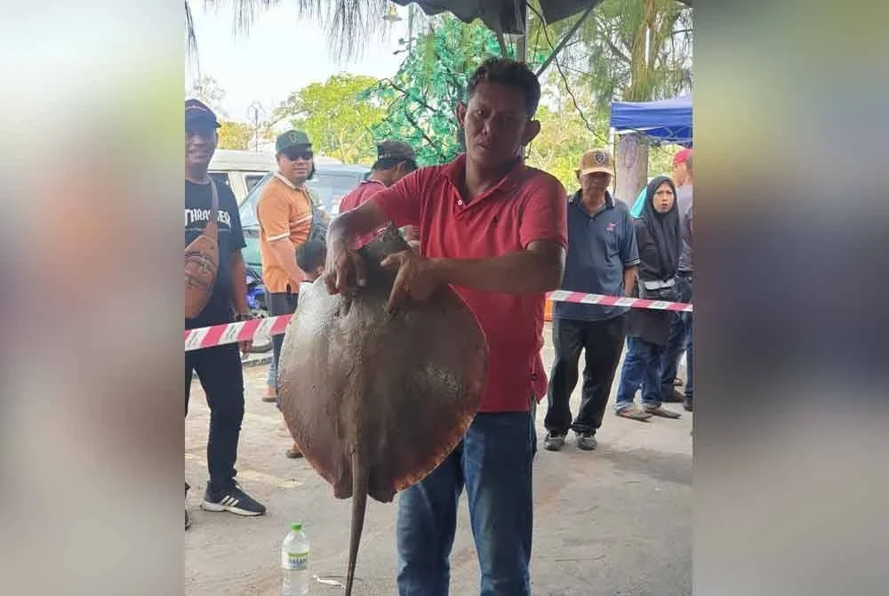 Ikan pari yang berjaya dipancing di Pantai Kelanang dalam pertandingan memancing sebelum ini.