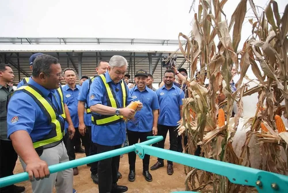 Ahmad Zahid (tengah) diiringi Amirudin (kiri) dan Mohamad Khairil (kanan) melawat tanaman jagung bijirin selepas Majlis Pecah Tanah Kompleks Lembu Tenusu PKPS ‘Ehsan Dairy Farm’ di Ladang Sungai Tengi pada Ahad.