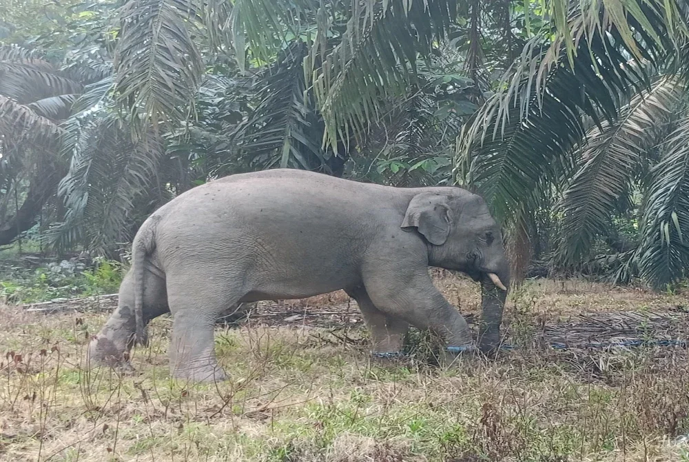 Gajah jantan liar berjaya ditangkap Jabatan Perlindungan Hidupan Liar dan Taman Negara (Perhilitan) Johor di Kampung Sawah, Sedenak pada Ahad. - Foto FB Ling Tian Soon