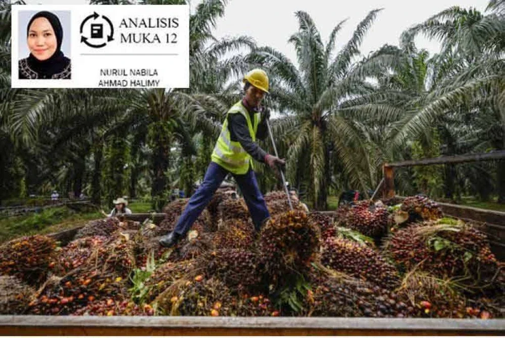 Industri sawit Malaysia berdepan risiko penurunan hasil akibat pokok tua dan kadar penanaman semula rendah. Gambar hiasan