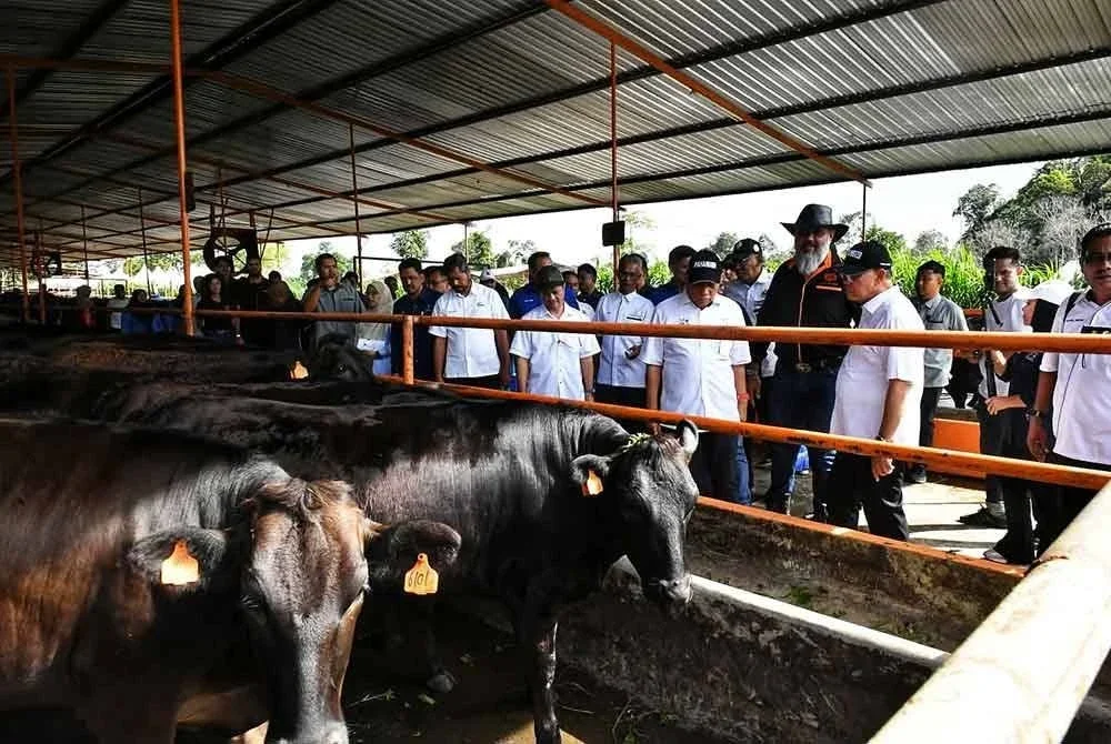 Wan Rosdy (kanan) ketika meninjau ternakan lembu sempena lawatan dan perasmian pada Isnin.
Foto FB Wan Rosdy