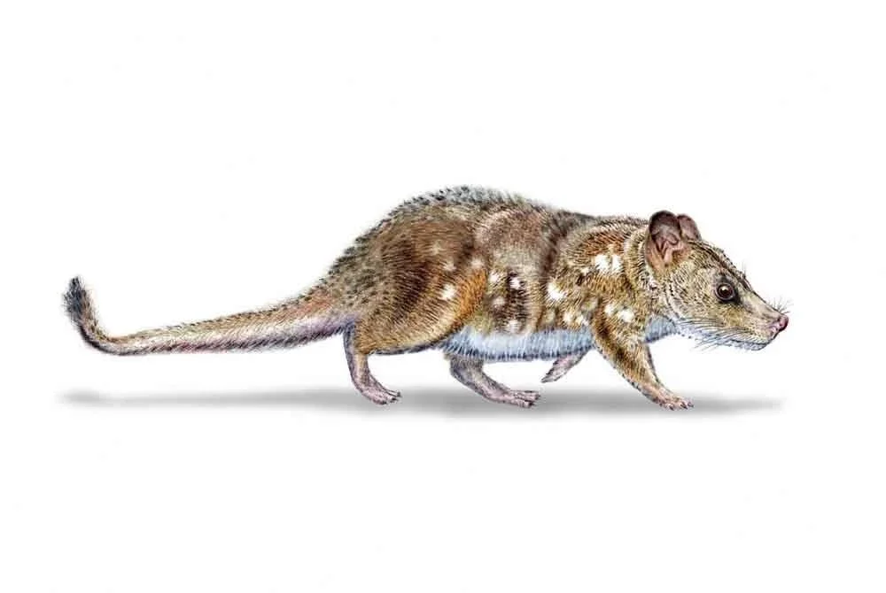 Ilustrasi dihasilkan Mauricio Alvarez menggambarkan Yeutherium pressor, mamalia terkecil yang hidup ketika zaman dinosaur kira-kira 74 juta tahun lalu. - Foto AFP