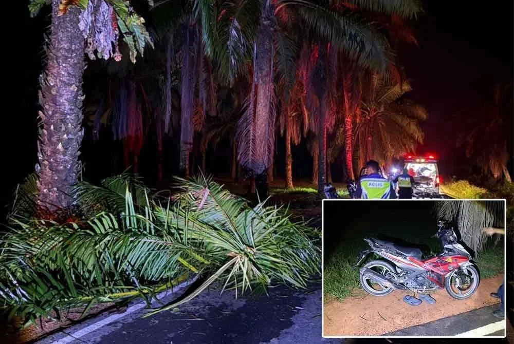 Seorang lelaki maut selepas motosikalnya melanggar pokok kelapa sawit tumbang di Jalan Kampung Teluk Pelepat, Tanjung Sedili awal pagi Rabu. Foto IPD Kota Tinggi