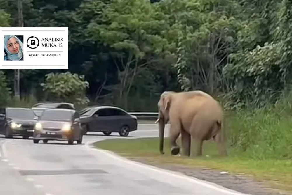 Kerajaan berkerjasama dengan NGO bagi mengurangkan kemalangan melibatkan manusia dan hidupan liar di jalan raya berisiko tinggi khususnya di JRTB Gerik-Jeli iaitu laluan yang sering kali meragut nyawa gajah, harimau dan tapir. - Gambar hiasan